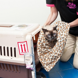 整个宠物进（出）口过程需时多久？