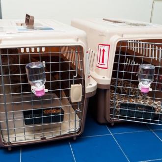 进（出）口宠物需要什么文件？