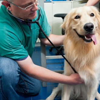 我的宠物是否与我同机？