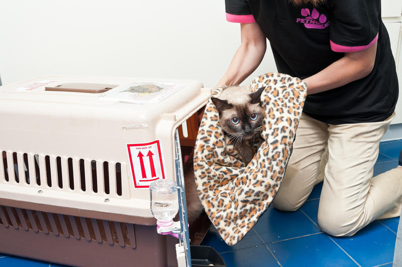 整个宠物进（出）口过程需时多久？