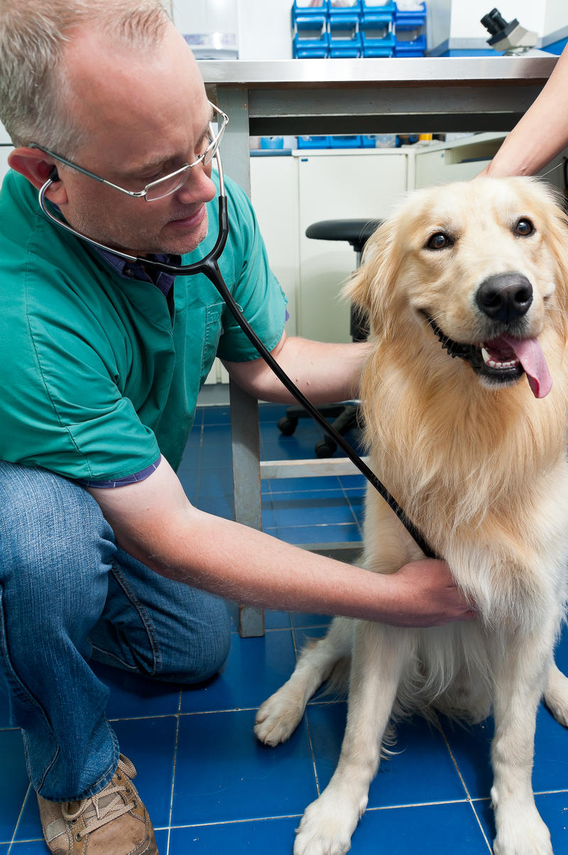 我的宠物是否与我同机？